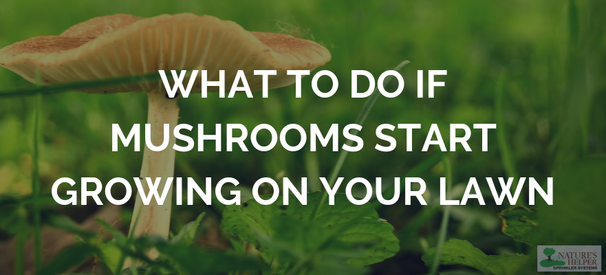 are mushrooms in grass after a rain dangerous to dogs